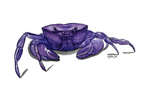 CRAB PURPLE