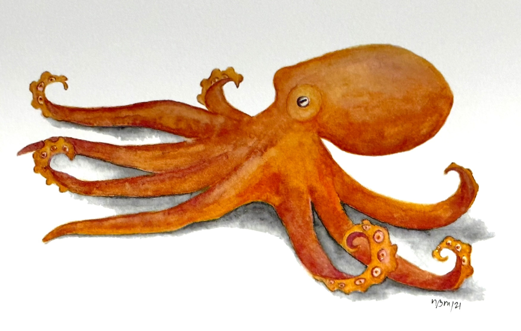 ORANGE OCTOPUS