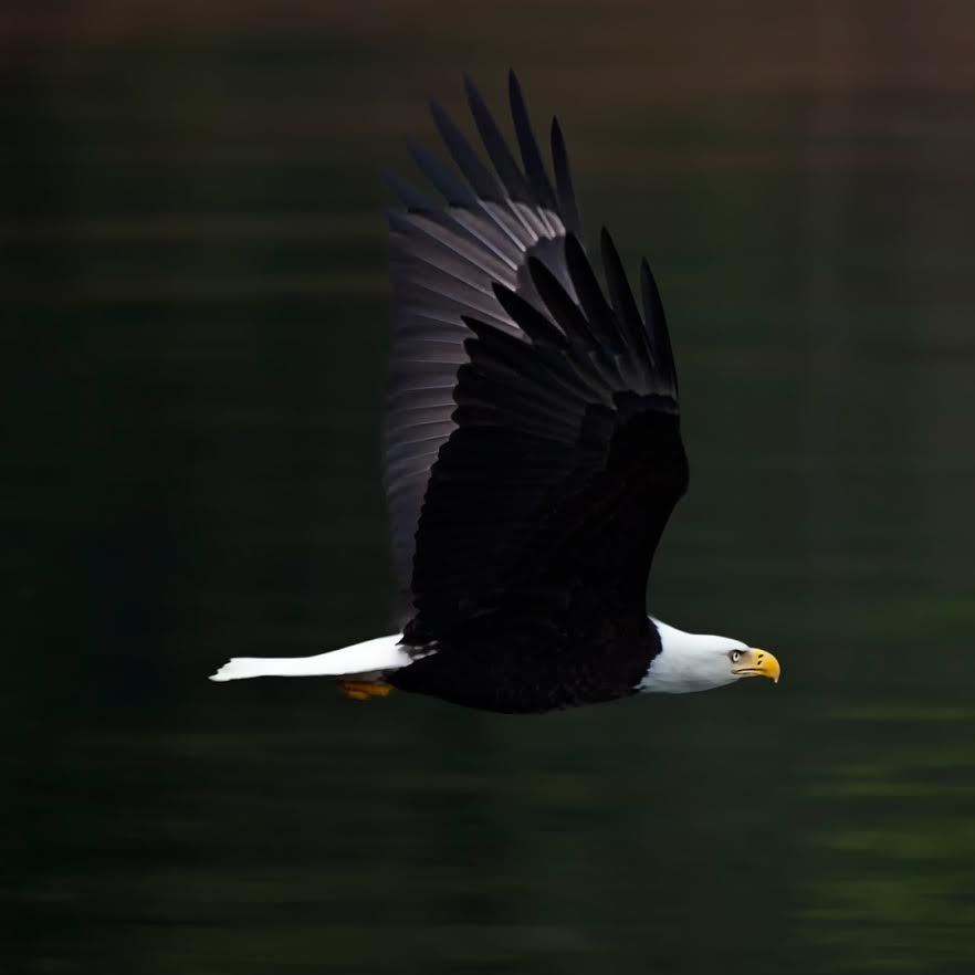 SOLO EAGLE 8 X 8 PHOTO ON METAL