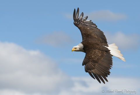 FLYING EAGLE 8X10 ON METAL