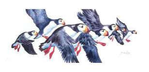 Puffin Flight