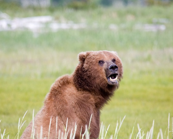 GRIZZLY BEAR PORTRAIT MATTED PHOTO 11X14