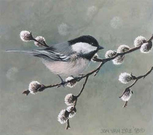 Chickadee-dee-dee