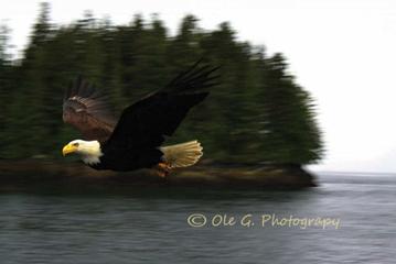 EAGLE ON POINT 18X12 PHOTO ON METAL