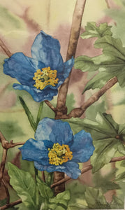 HIMALAYAN BLUE POPPIES