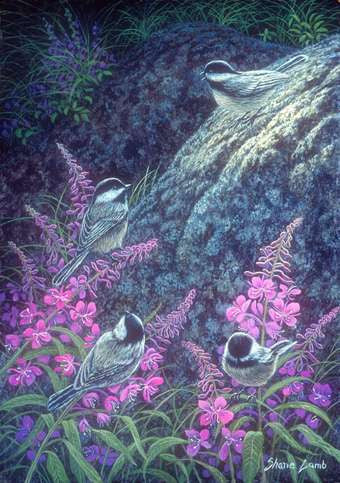Chickadee Chat