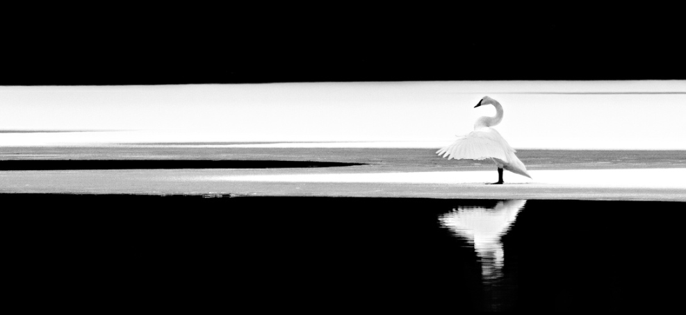 SWAN PHOTO ON METAL 10X20