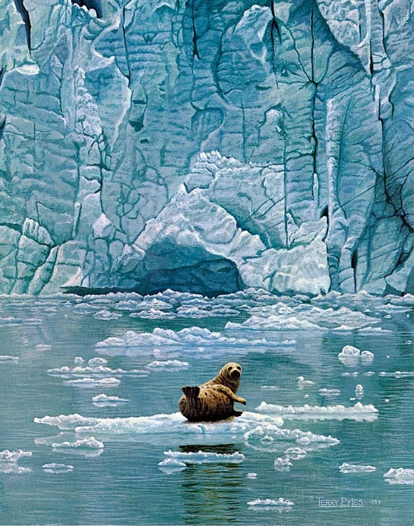 MUIR GLACIER HARBOR SEAL