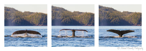 WHALE TAIL TRIPTYCH ON METAL