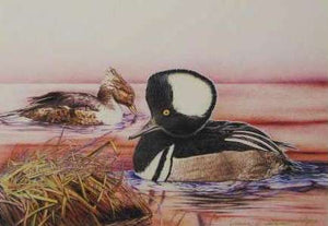 Hooded Mergansers